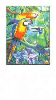 NCA business cards Tropical Caucus